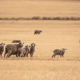 Was ist mulesingfreie Wolle?